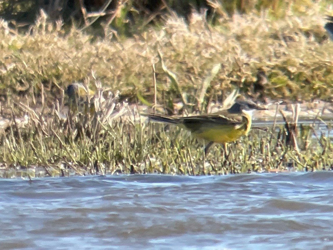Ashy headed wagtail