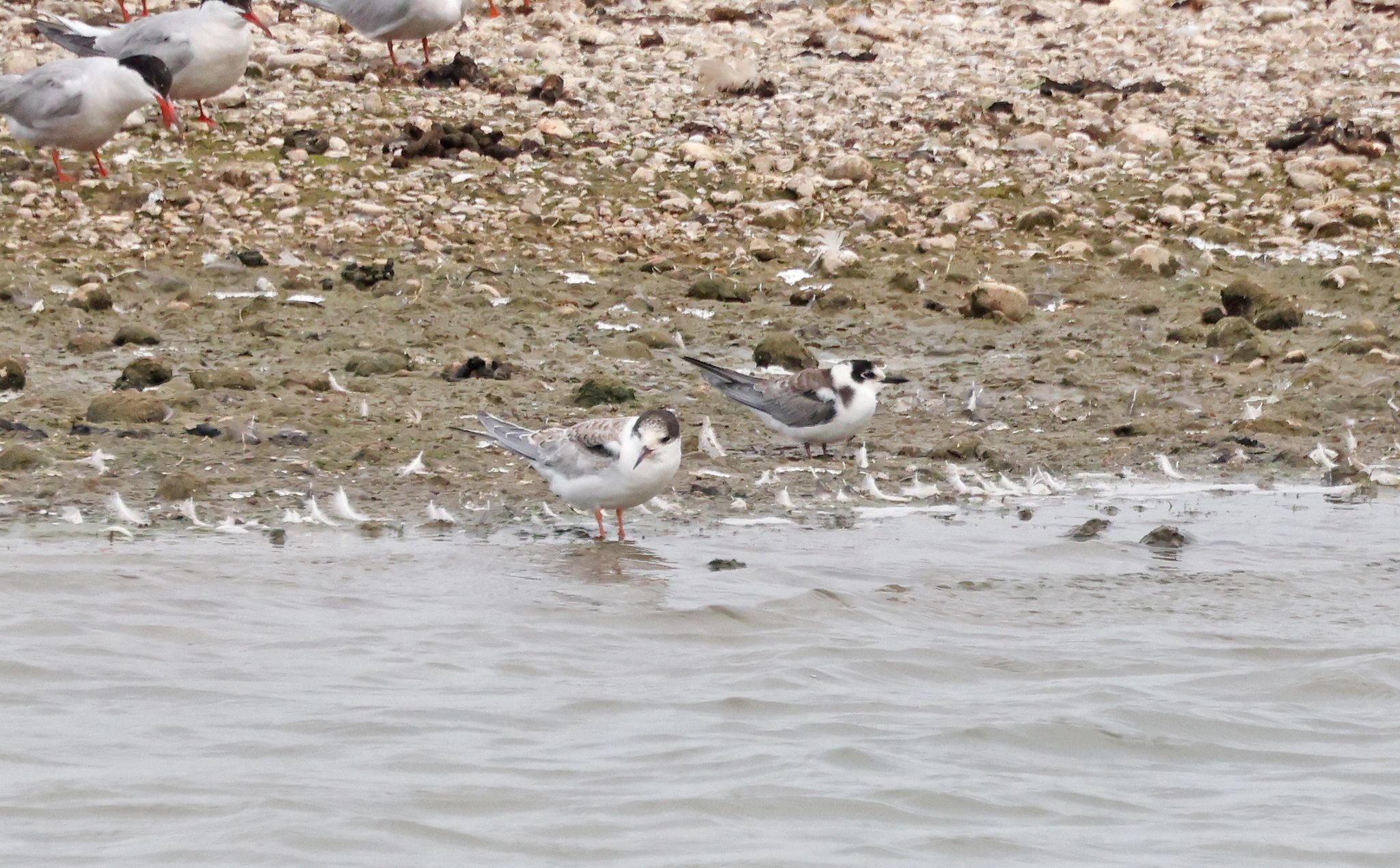 Black tern juv