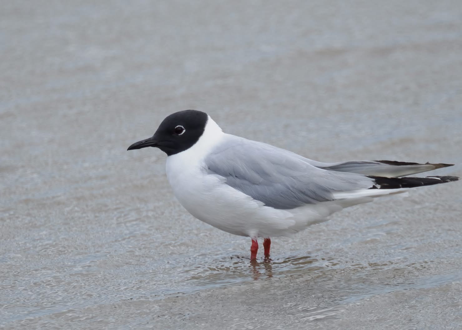 Bonapartes Gull3