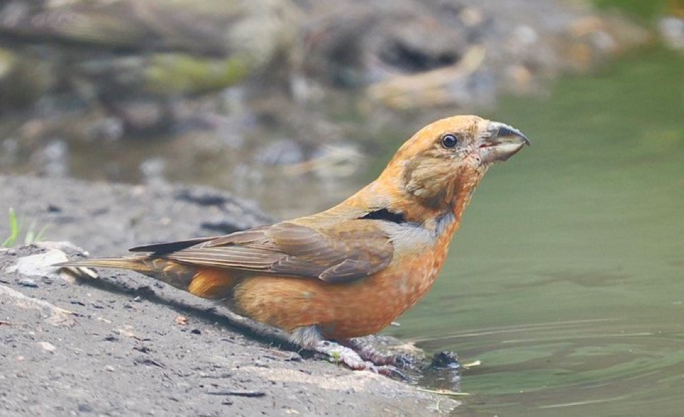 Crossbill