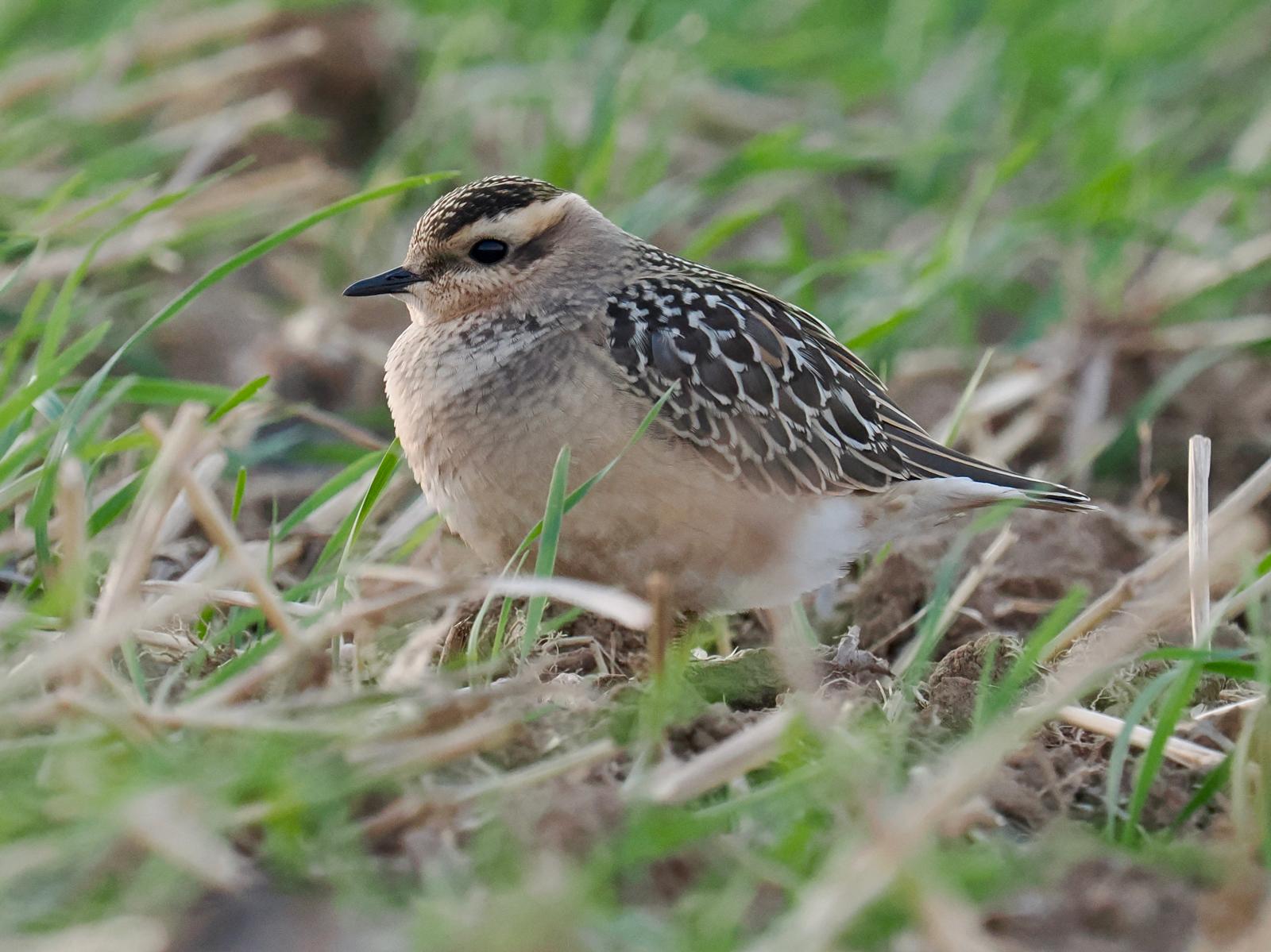 Dotterel