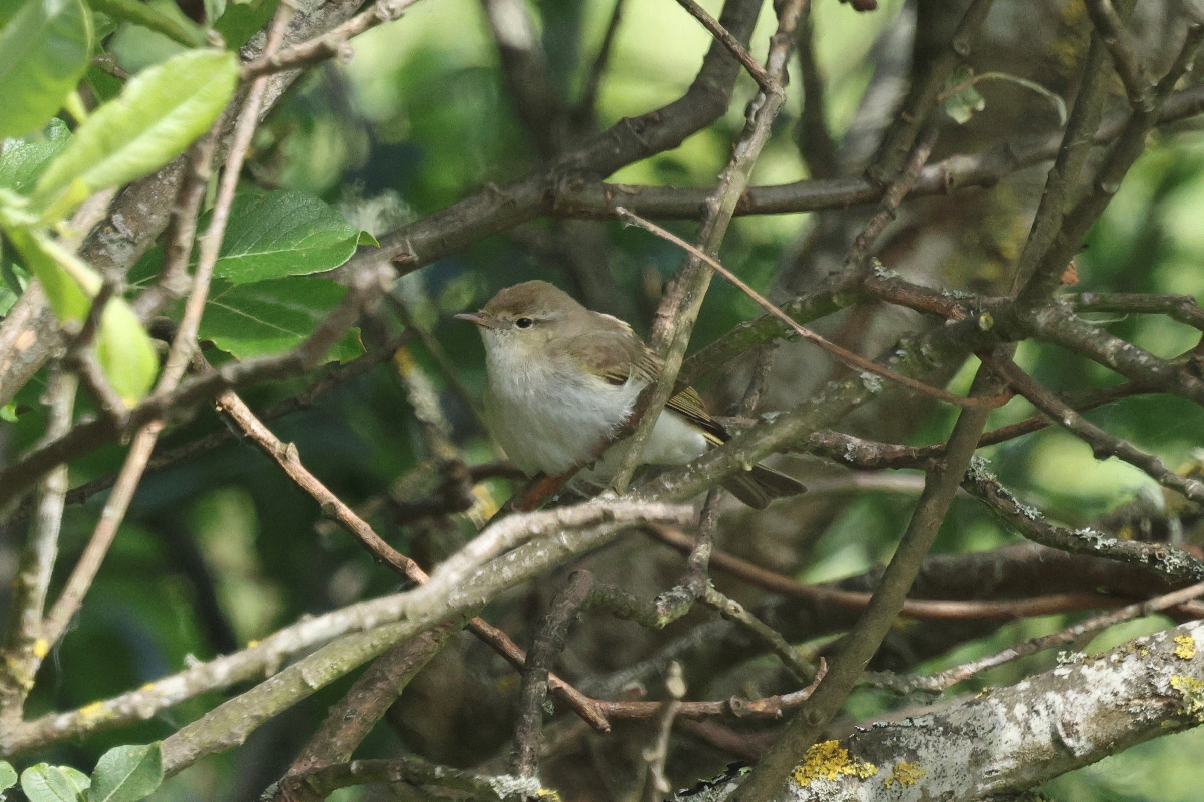 Eastern bonellis
