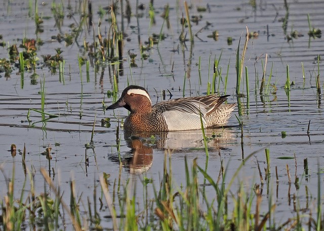 Garganey