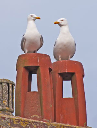 Herring_Gulls_-_Tony_Morris.jpeg