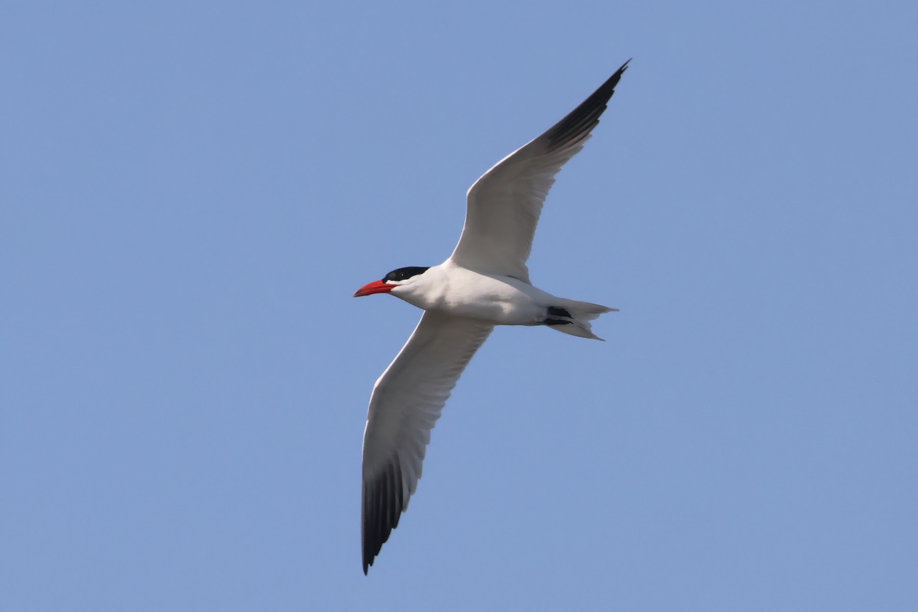 Caspian Tern - Martin Casemore