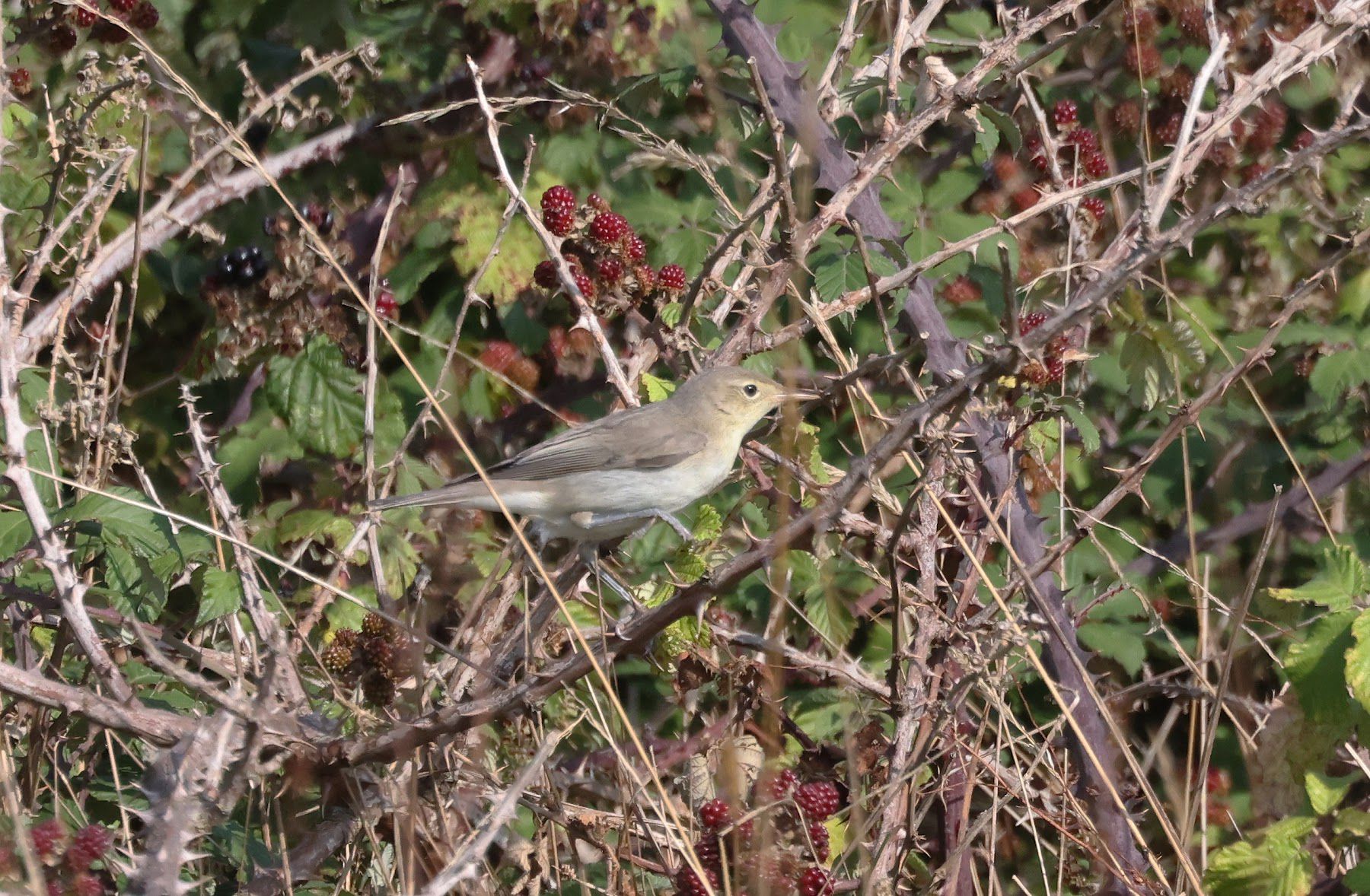 Ictirine warbler