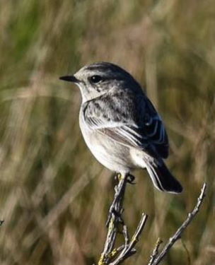 Kerton Stonechat 2 Barry Wright