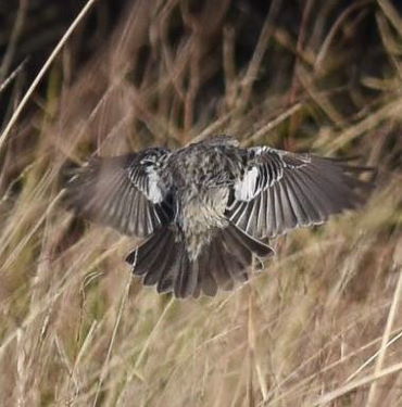 Kerton Stonechat 3 Barry Wright