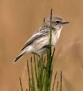 Kerton Stonechat 4 Peter Maton