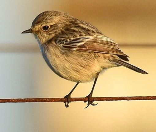 Kerton Stonechat 6 Moi Hicks