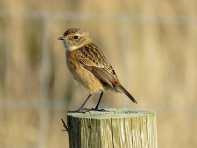 Normal Stonechat 5 Nick Smith