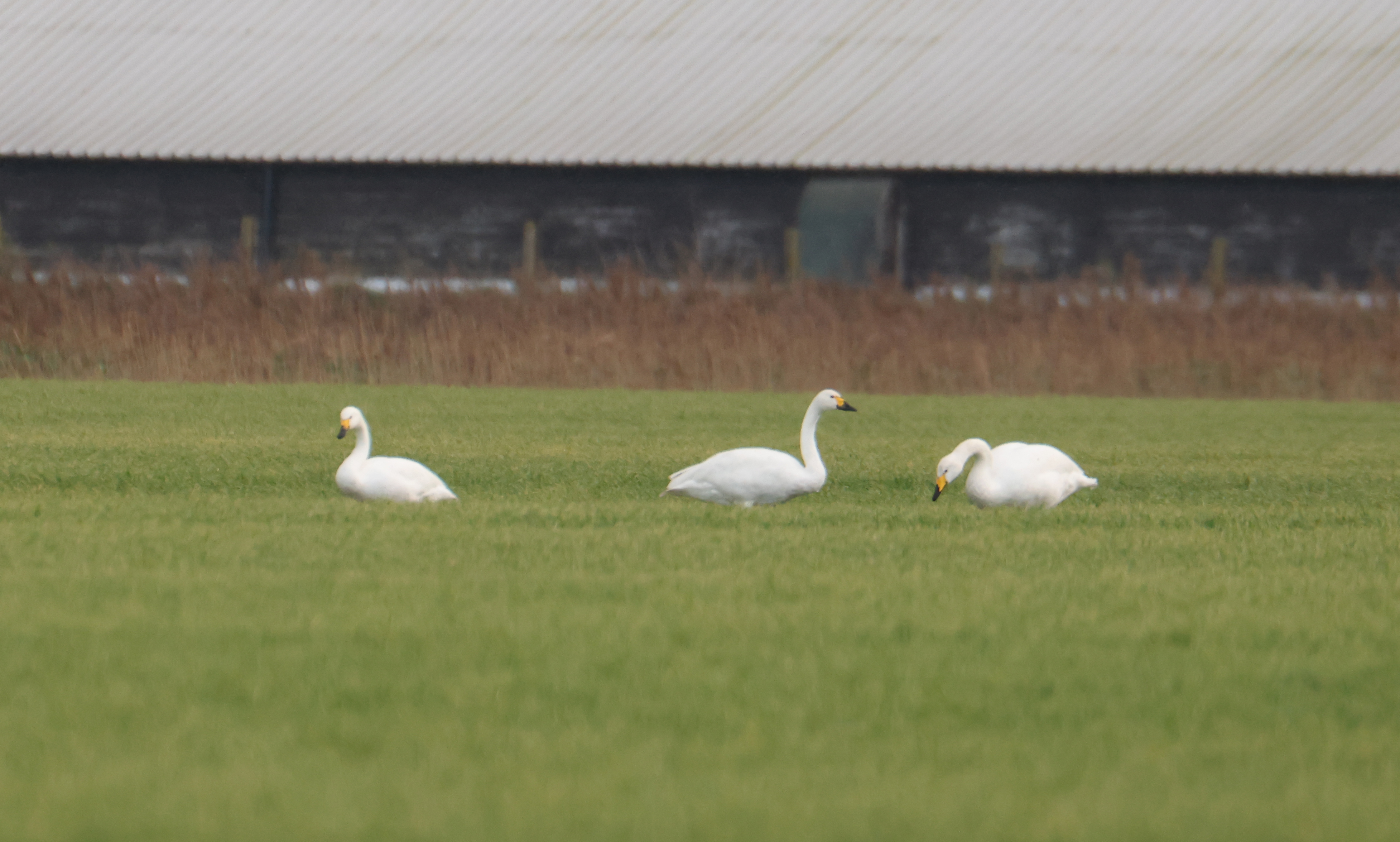 Bewick and Whooper