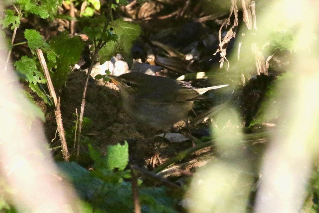 Dusky Warbler2