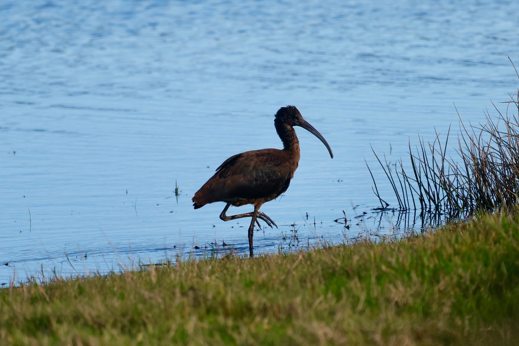 Glossy Ibis
