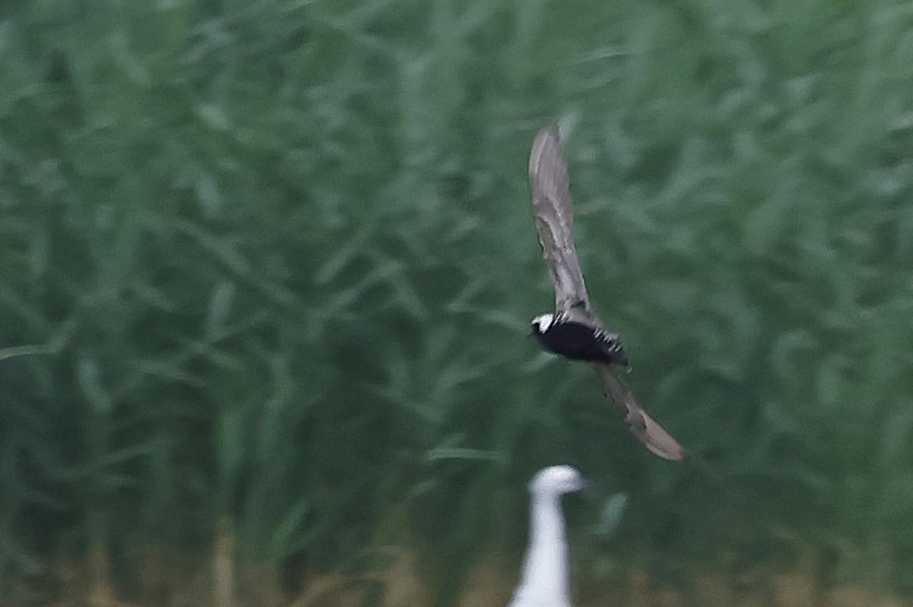 American Golden Plover Nigel Jarman