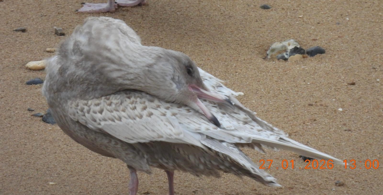 Glaucous Gull John Carnell