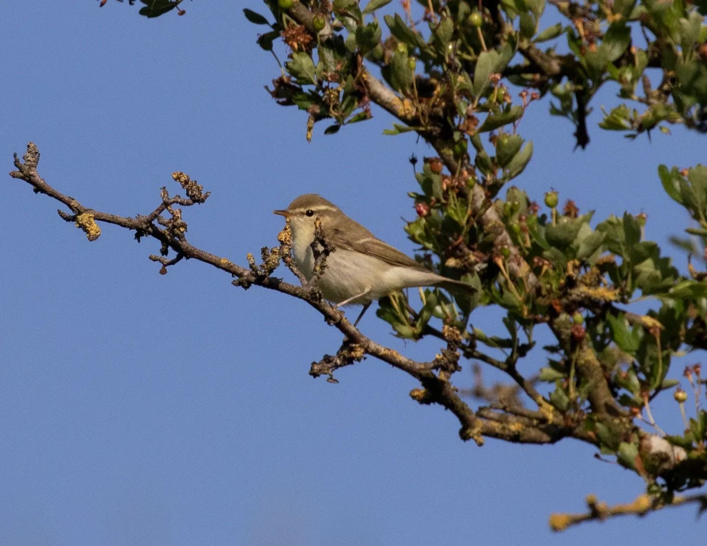 Greenish_Warbler_Jamie_Partridge