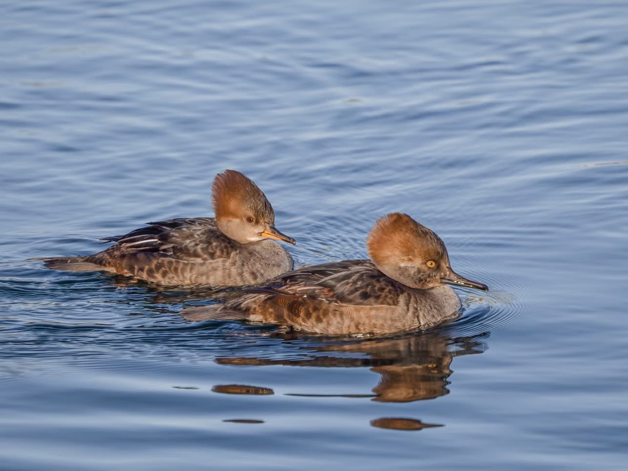 Hooded Merganser Terry Laws