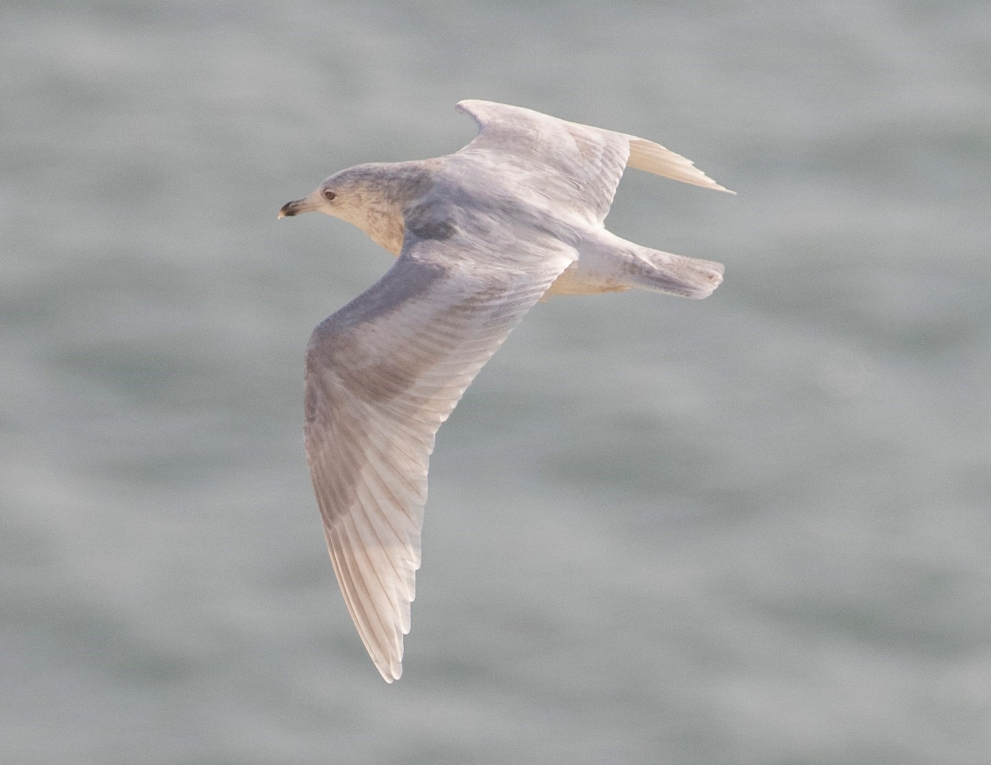 Kumliens Iceland Gull Jamie Partridge