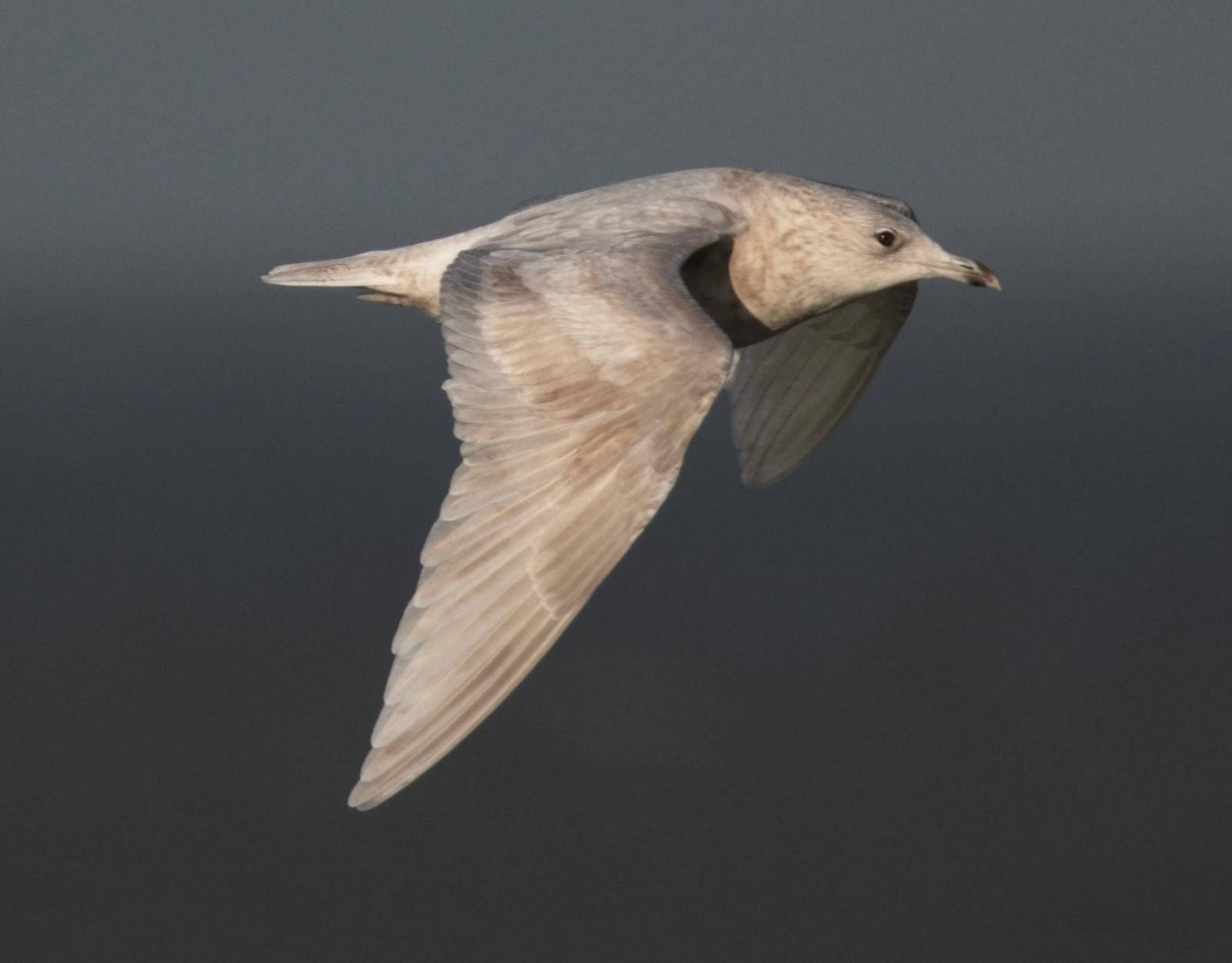Kumliens Iceland Gull Justin Sneddon