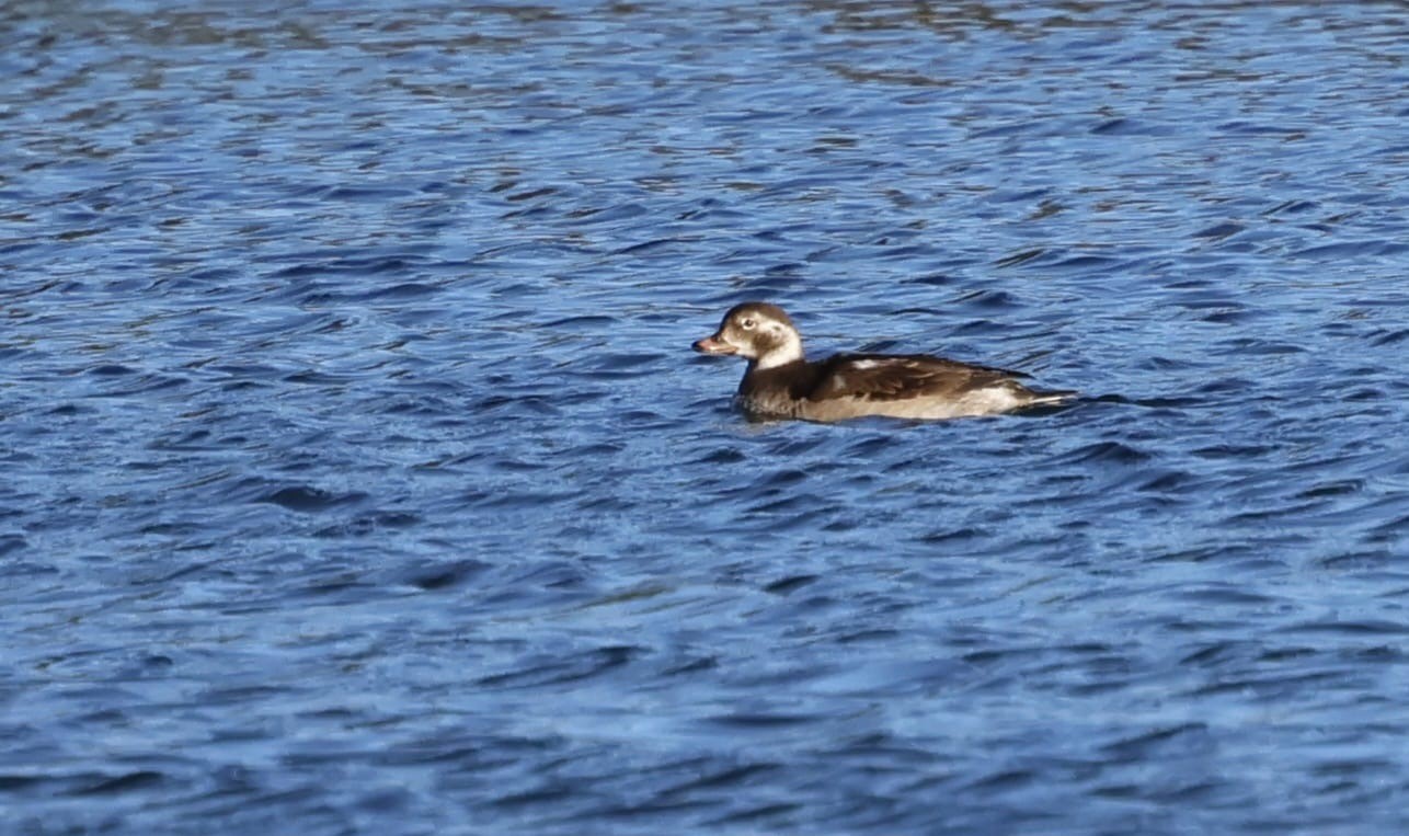 Long tailed Duck Nigel Jarman
