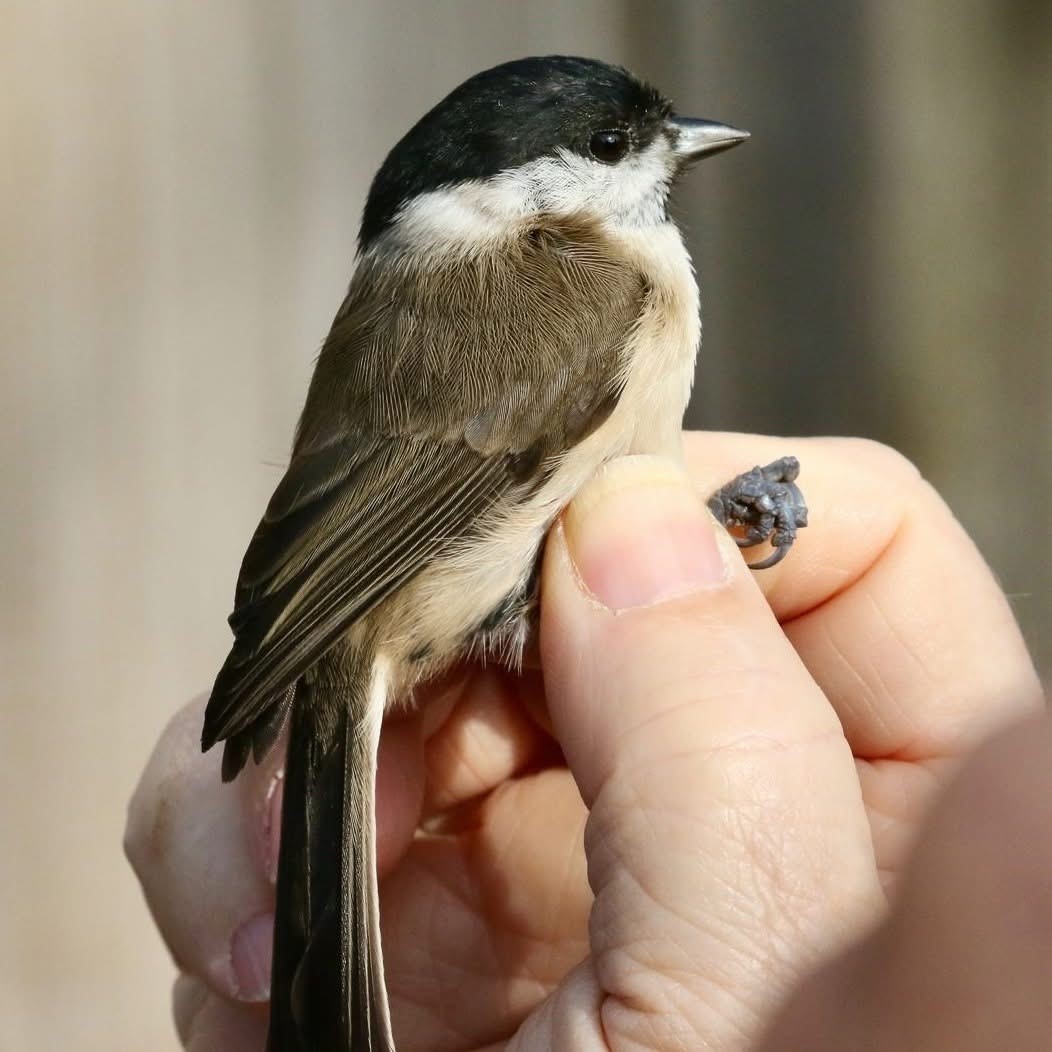 Marsh Tit Andrew Lipczynski