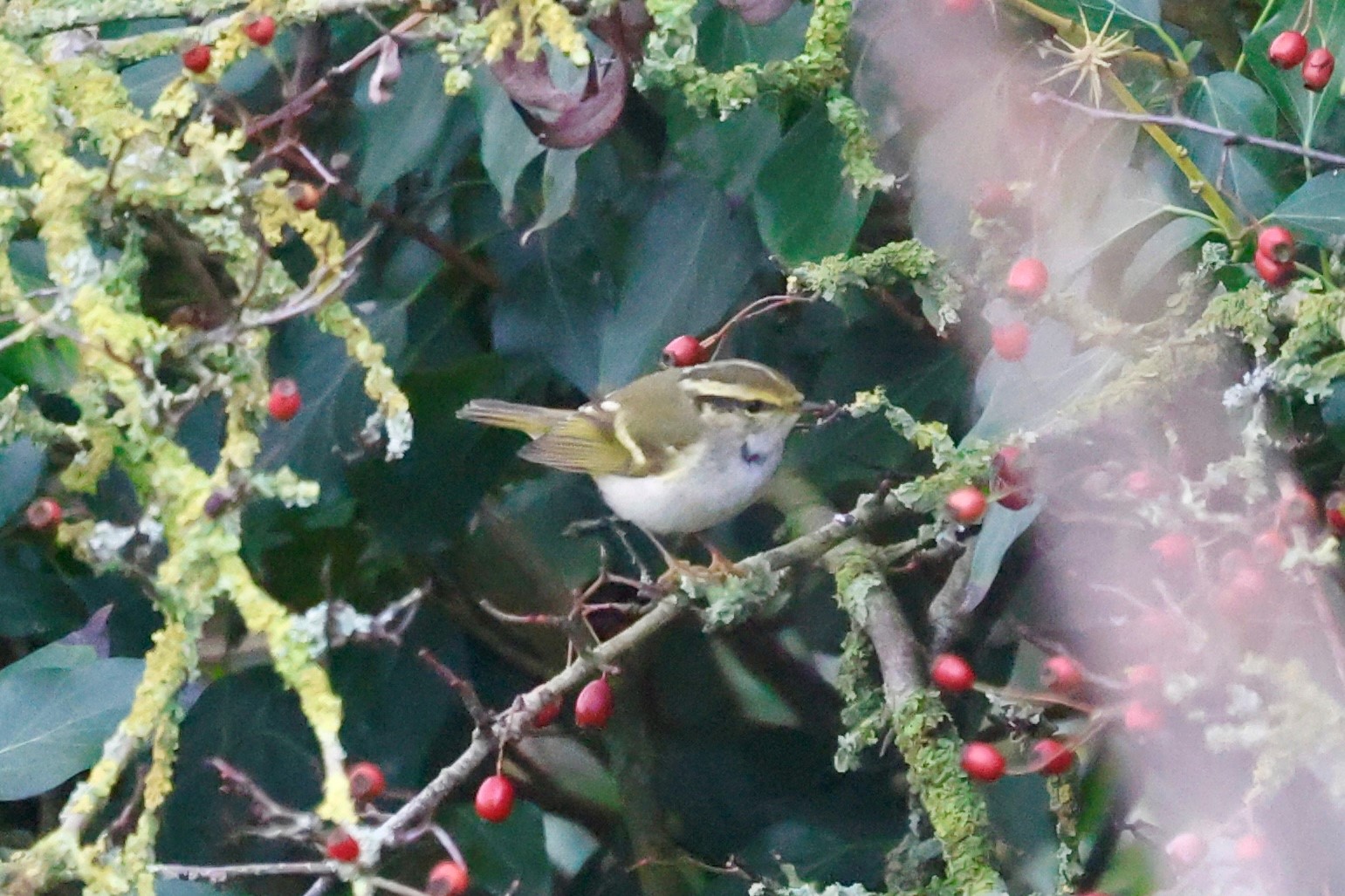 Pallass Warbler Peter Eerdmans