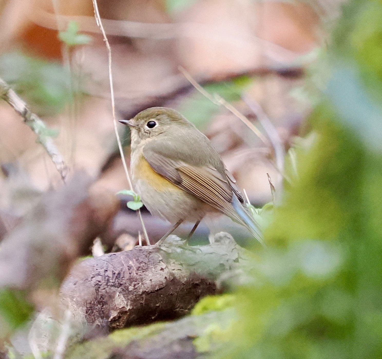 Red flanked Bluetail 2 Barry Wright