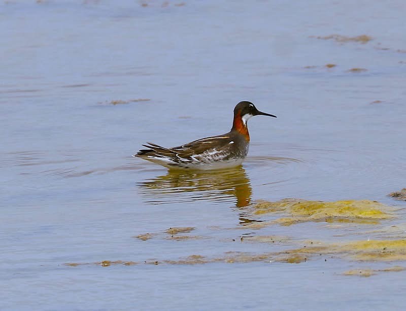 Red necked Phalarope Tim Bates