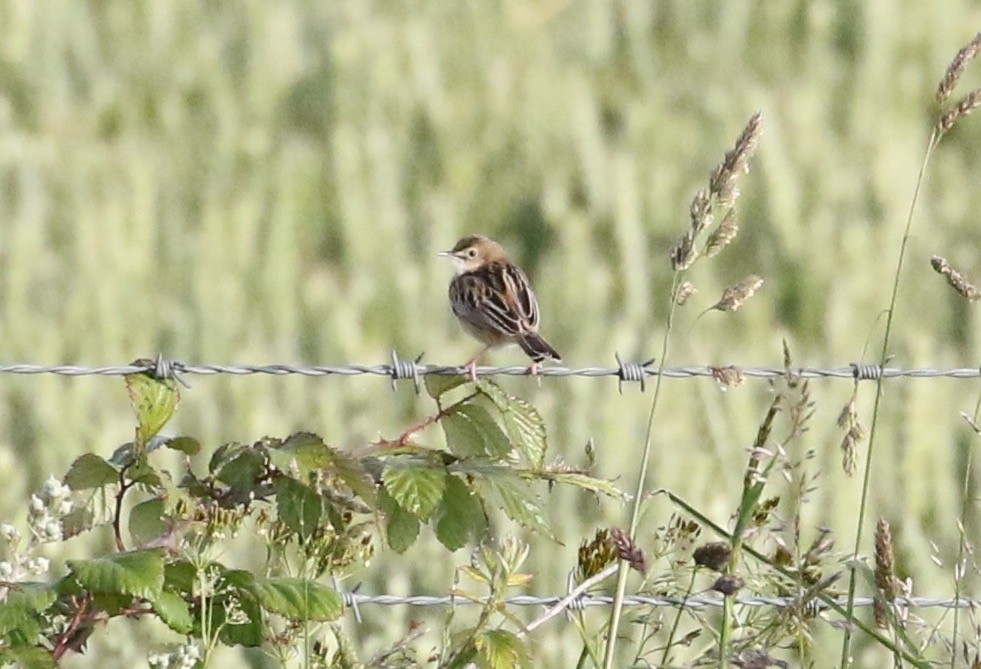 Zitting Cisticola Phil Chantler