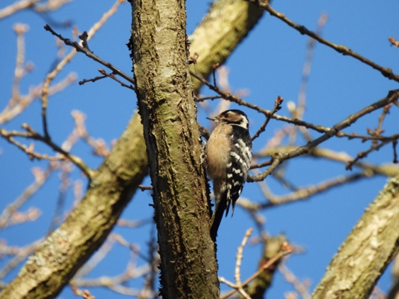 Lesser_Spotted_Woodpecker_-_Heather_Mathieson.jpeg