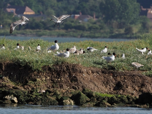 Mediterranean_Gulls_-_Bob_Knight.jpeg