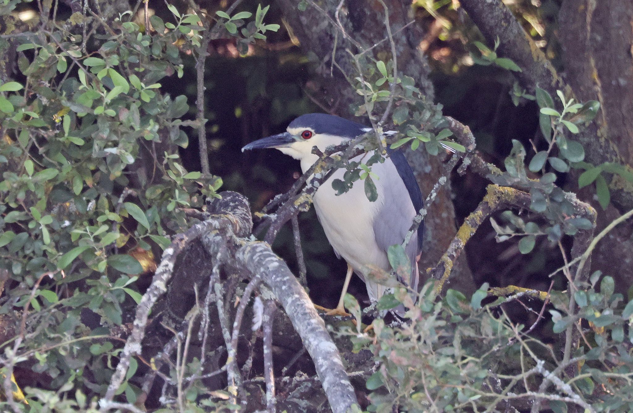 Night heron