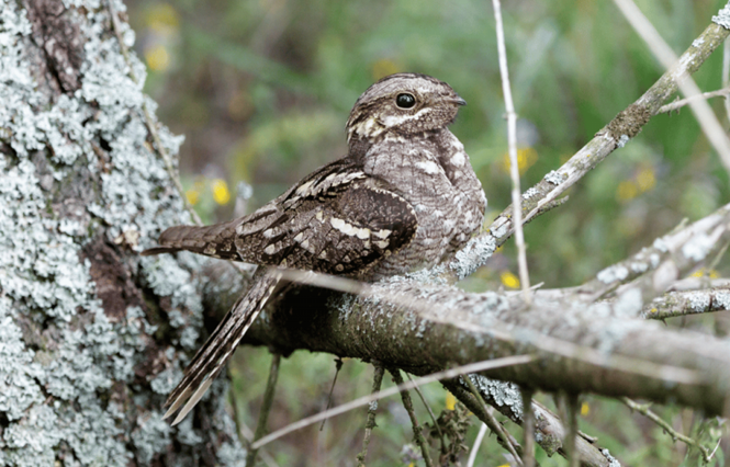 Nightjar_-_BTO_Library.jpeg