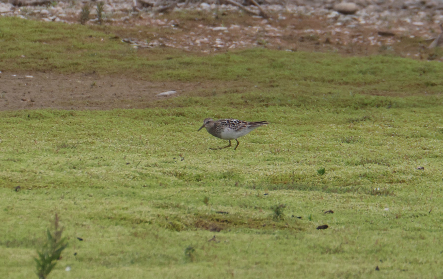 Pec Sand