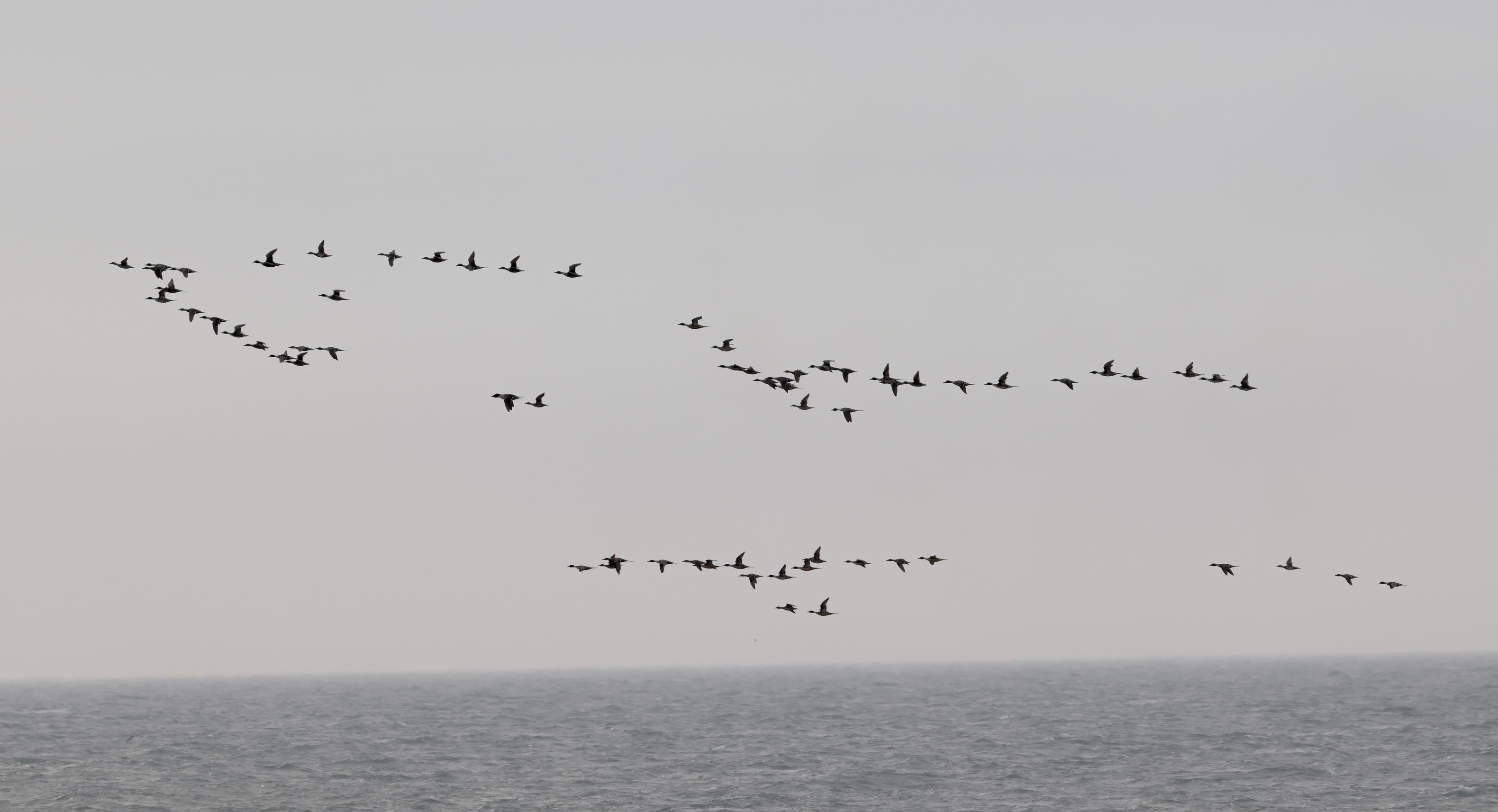 Pintails