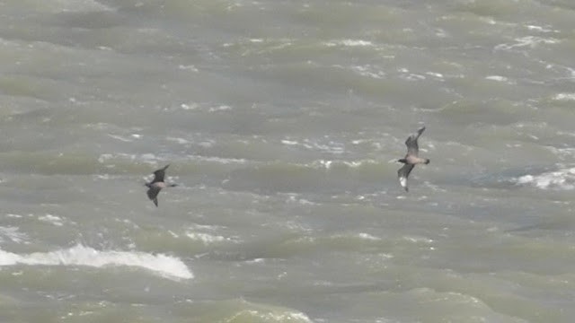 Pom skua3