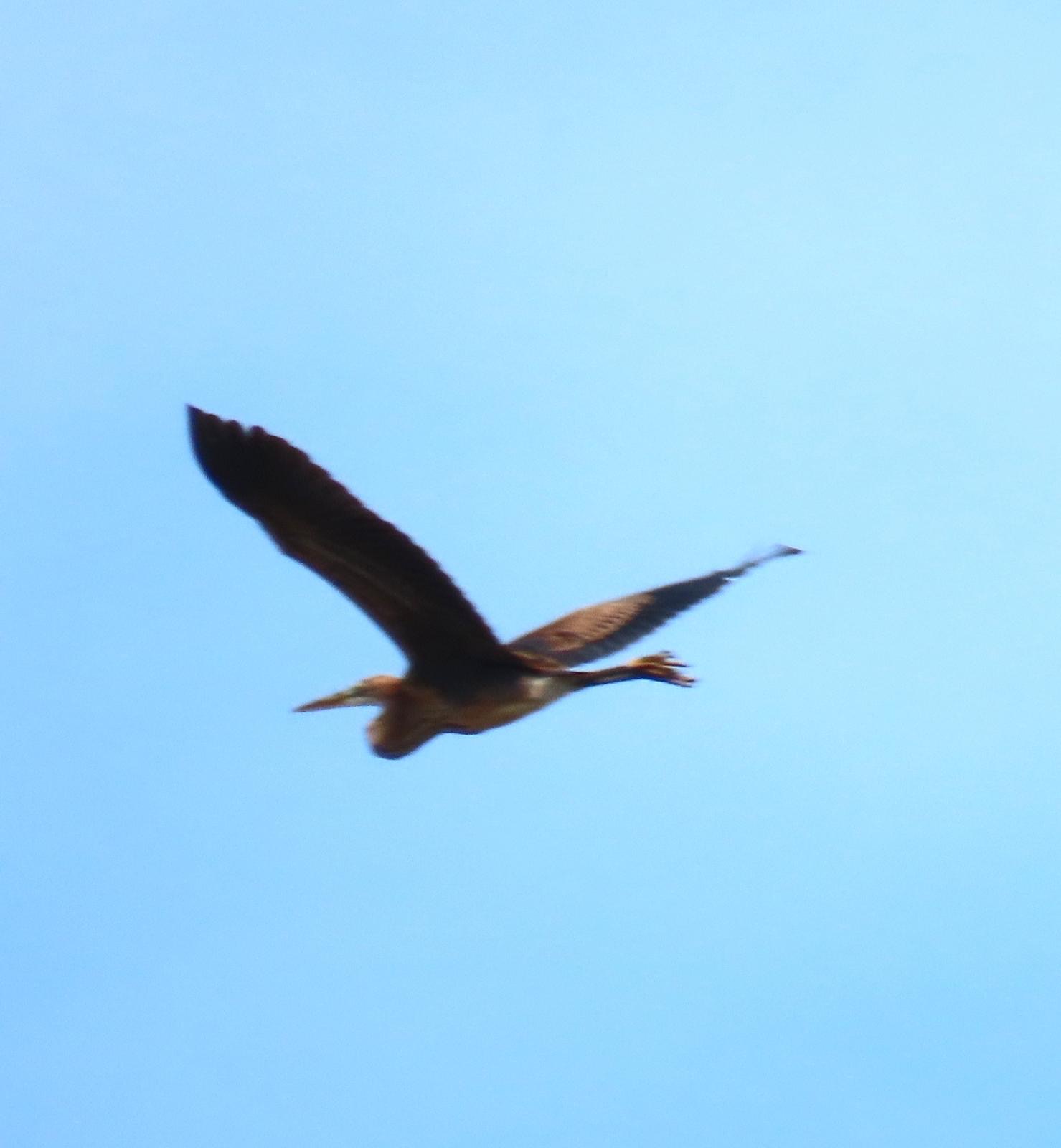Purple heron 2