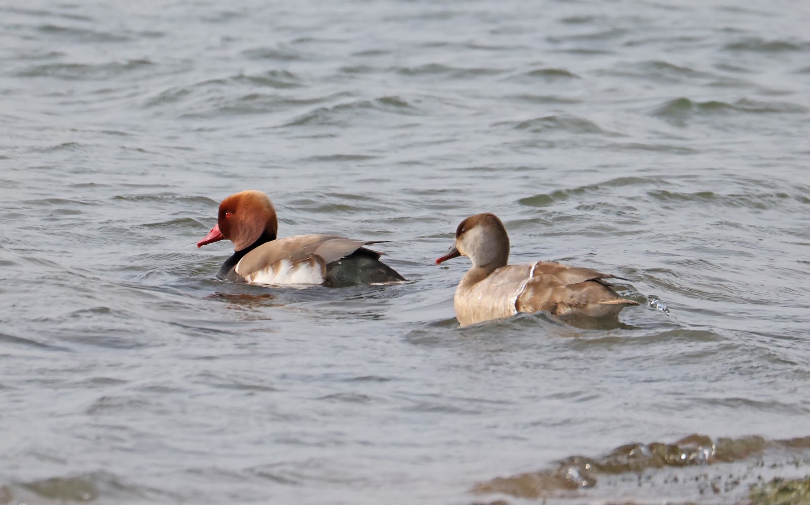 Red crested Pochard