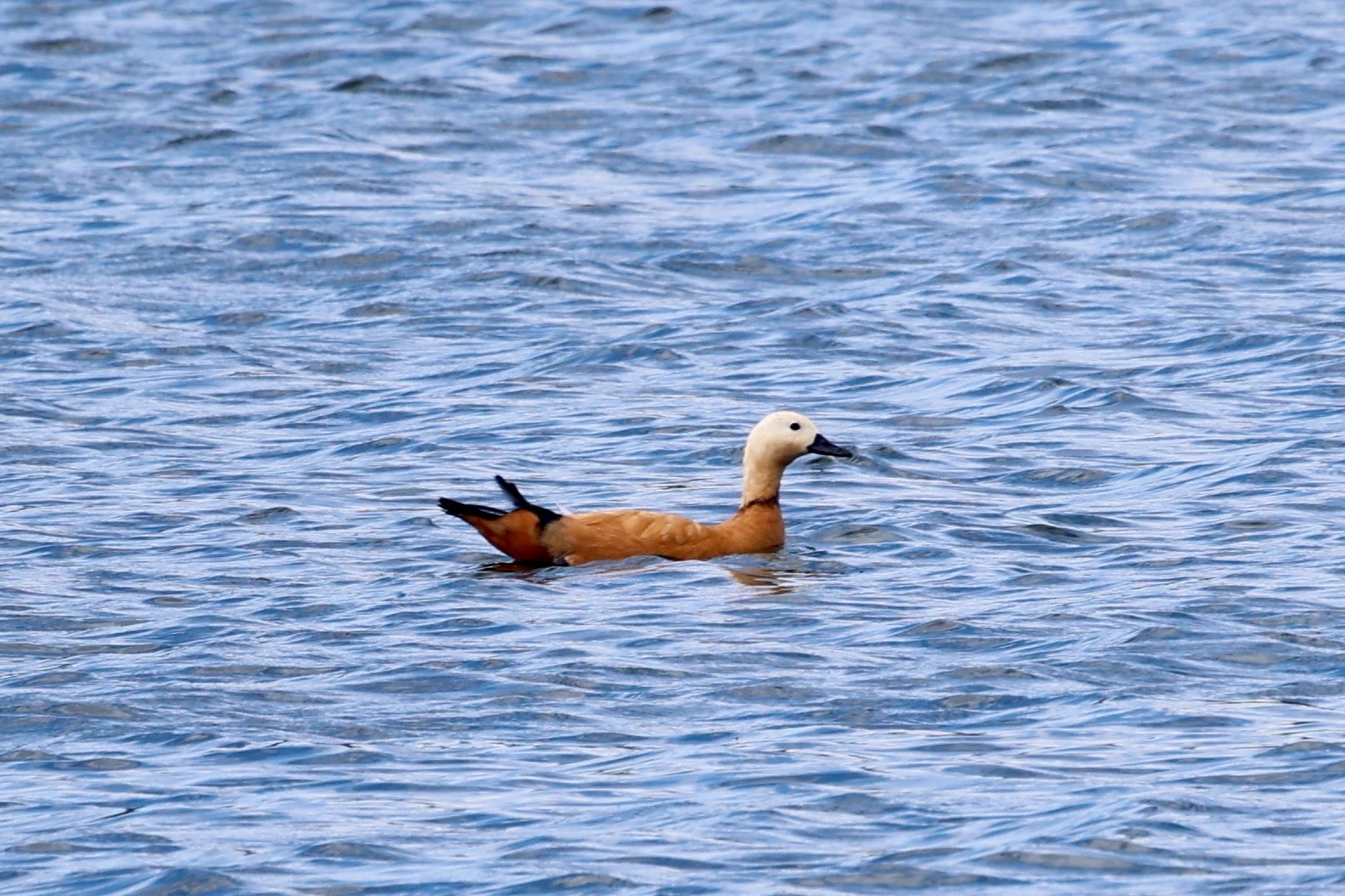 Ruddy shelduck