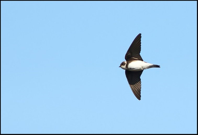 Sand MArtin