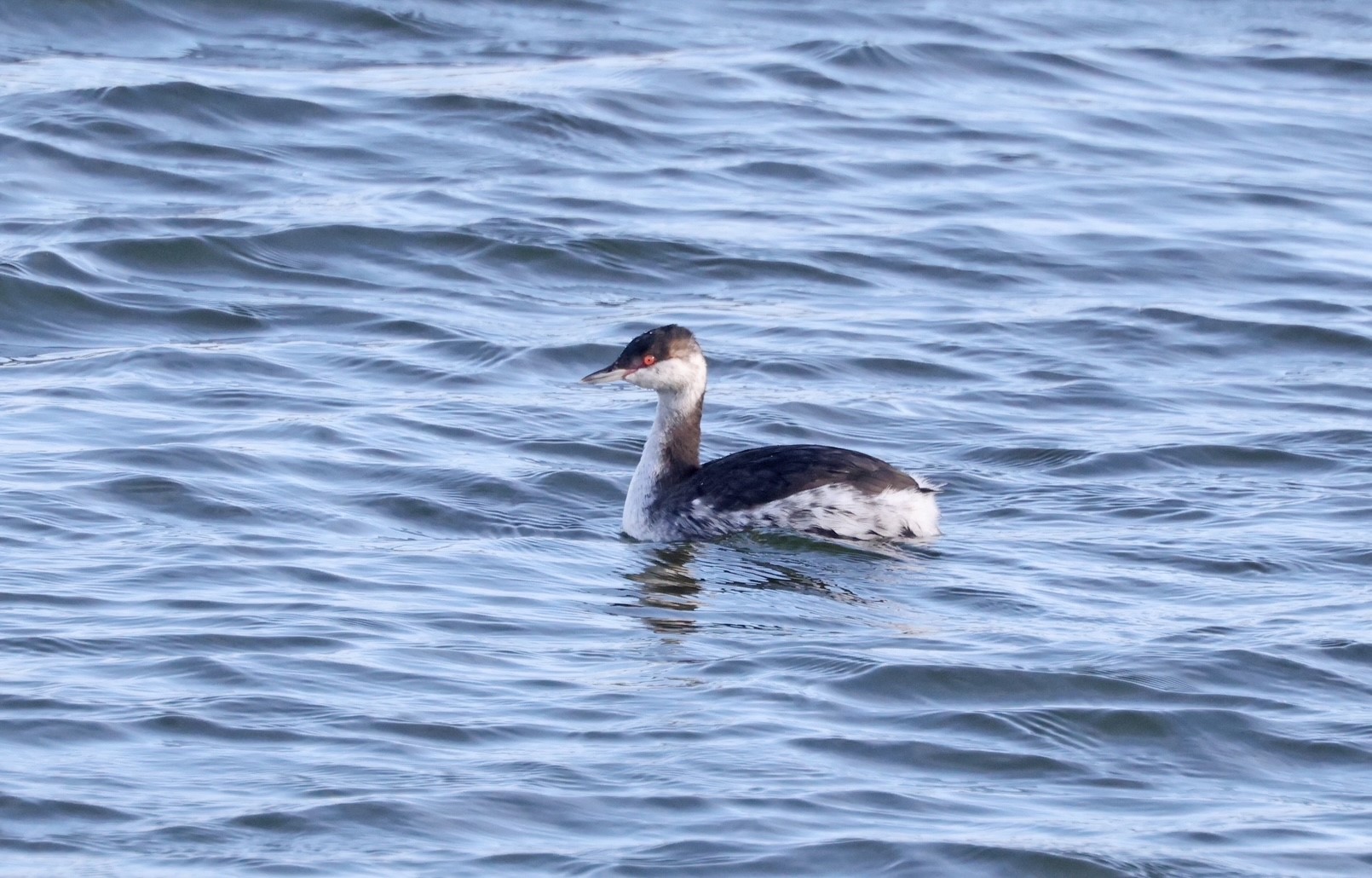 Slav Grebe