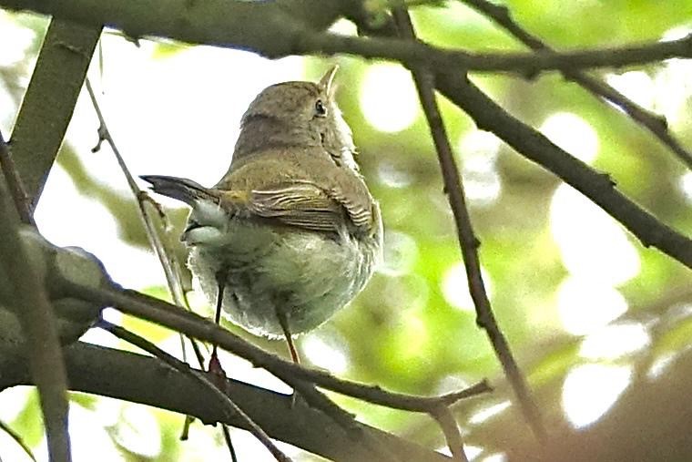 Western bonelli