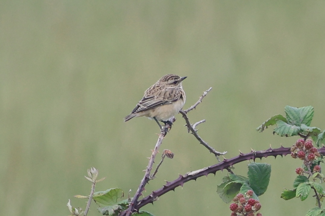 Whinchat