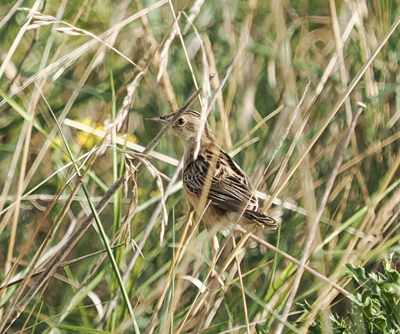 Zitting Cisticola 4