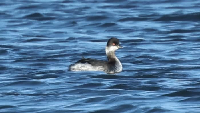 black necked grebe
