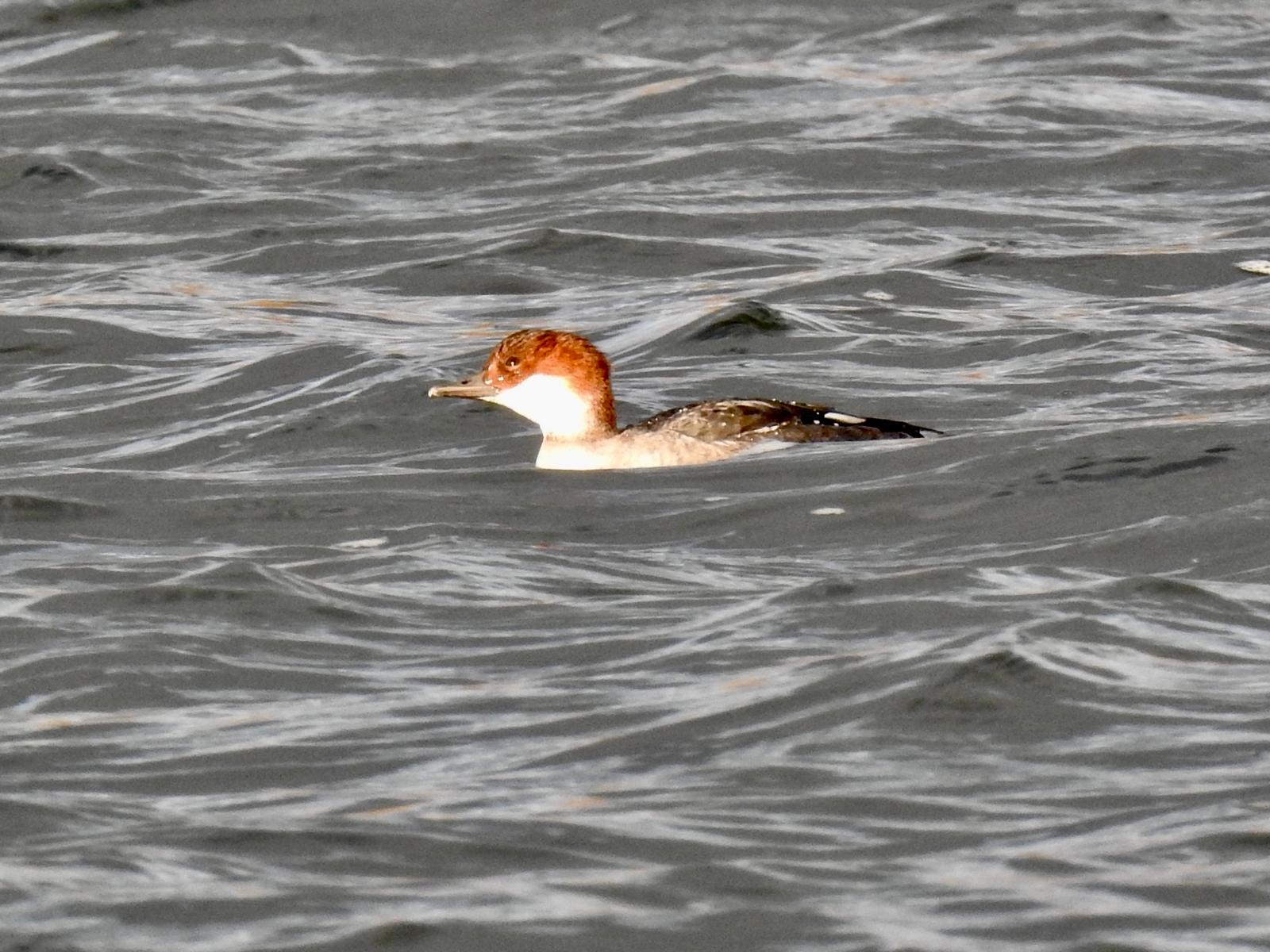 Smew