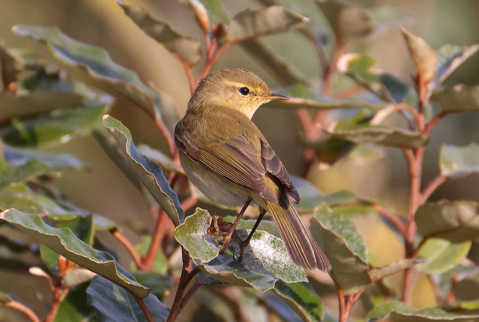 iberian chiffchaff