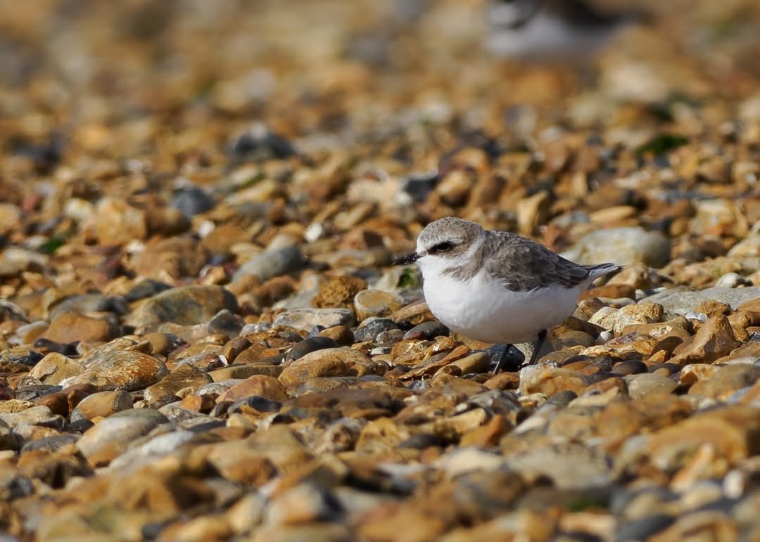 kentish plover2