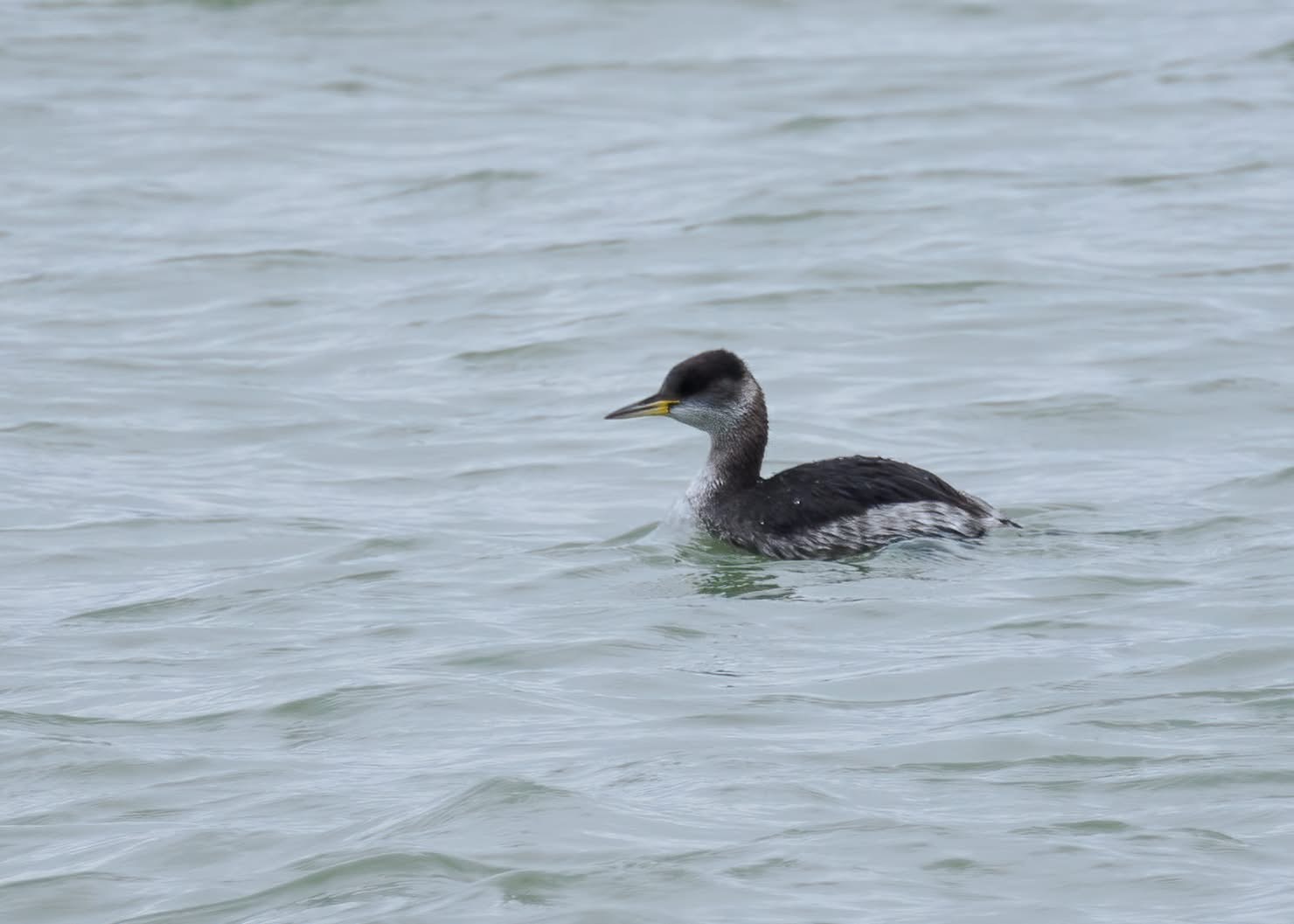 red necked grebe